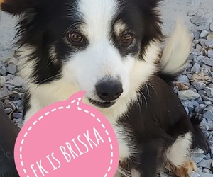 Briska is looking for her 'forever' homeâ€‹â€‹â€‹â€‹â€‹â€‹â€‹!