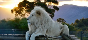 Saturday Sunset VisitsÂ - 3 October 2020