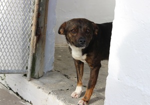 NEVER SAY NEVER: ZENZI RESCUED AFTER MANY BLUSTERY MONTHS