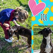 Ice is looking for her 'forever' homeâ€‹â€‹â€‹â€‹â€‹â€‹â€‹!
