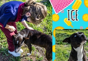 Ice is looking for her 'forever' homeâ€‹â€‹â€‹â€‹â€‹â€‹â€‹!