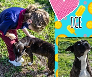 Ice is looking for her 'forever' homeâ€‹â€‹â€‹â€‹â€‹â€‹â€‹!