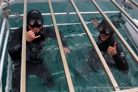 Daily Blog 05 October 2020 | Shark Cage Diving in South Africa