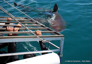 Daily Blog 12 October 2020 | Shark Cage Diving in South Africa