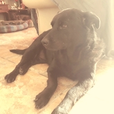 House sitter - Blue having a lazy afternoon in De Kelders - Grace House and Pet Sitting - Xplorioâ„¢ Gansbaai