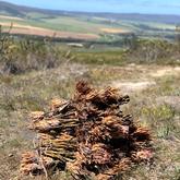 â€˜Suikerbos ek wil jou hÃªâ€™ - Beloftebos Farm cottages - Stanford