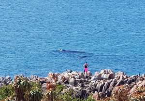Whale WatchingÂ on the Cliffs of De Kelders