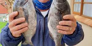 Cape_Hottentot_1602842655