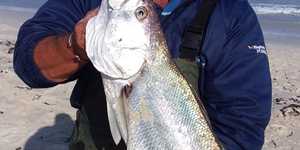 Kabeljoe_at_Die_Dam_in_Summer_1602842659