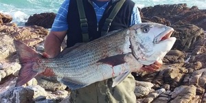 Musselcracker_1602843330