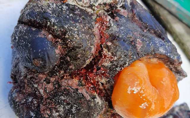 Fresh rooi aas (red bait)