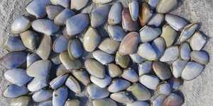 White mussel from Die Plaat 