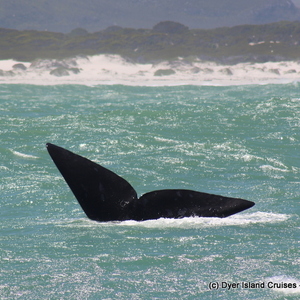 20201022_DC_Trip1_SusyAlexandersen_05JPG_1603440425