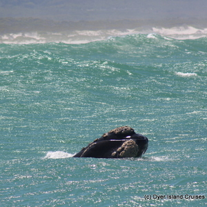 20201022_DC_Trip1_SusyAlexandersen_19JPG_1603440427