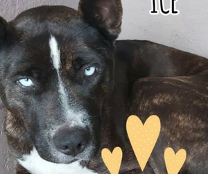 JP Woensdregt Adopted Ice