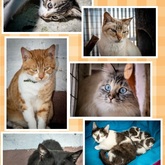 Cats ready for adoption - BARC Animal Welfare - Gansbaai