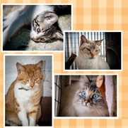 Cats up for adoption