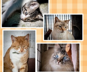 Cats up for adoption