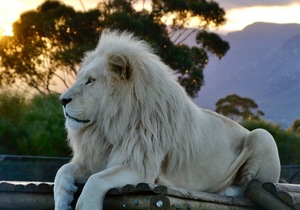 Saturday Sunset Visits: Saturday, 28 November, 17:30