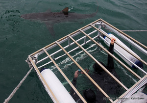 Daily Blog 22 November 2020 | Shark Cage Diving in South Africa