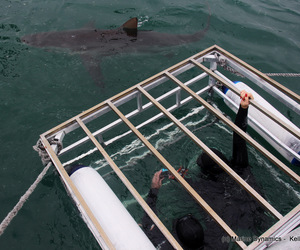 Daily Blog 22 November 2020 | Shark Cage Diving in South Africa