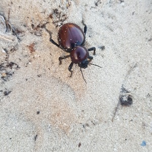 Wildlife - Bellamente Sirene Guesthouse - Gansbaai