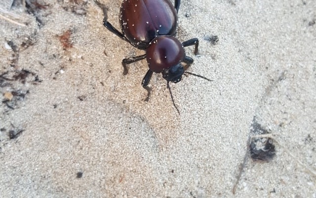 Wildlife - Bellamente Sirene Guesthouse - Gansbaai