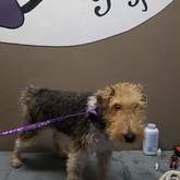 Pet Grooming - Claws & Paws - Gansbaai