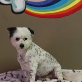 Pet Grooming - Claws & Paws - Gansbaai