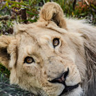 Panthera Africa Big Cat Sanctuary - Stanford