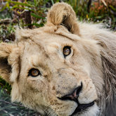 Panthera Africa Big Cat Sanctuary - Stanford