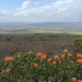 Gansbaai - Sandberg Fynbos Reserve - View From Sandberg Looking North East