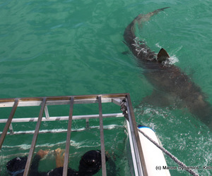 Daily Blog: 02 December 2020 | Shark Cage Diving in South Africa