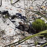 Gansbai - Sandberg Fynbos Reserve - Bird Species