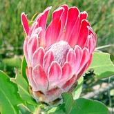 Gansbaai -  Sandberg Fynbos Reserve - Protea Compacta