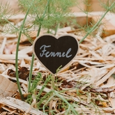 Xplorioâ„¢ Gansbaai - i-MED Africa - Fennel