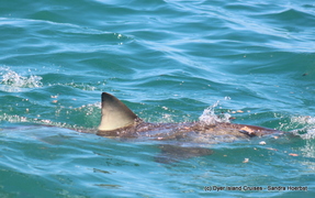 Molo Mola Mola! Marine Big 5