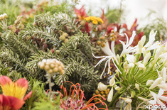 stanford_stanford_hills_fynbos_for_sale_1608196583