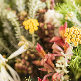 Stanford - Stanford Hills Estate - Flower Farm