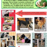 Xplorioâ„¢ Gansbaai - BARC Animal Welfare - Ready For Adoption