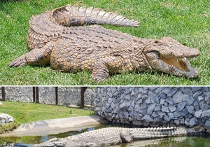 Bellamente Loves The Local Wildlife