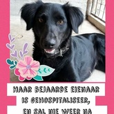Xplorioâ„¢ Gansbaai - BARC Animal Welfare - Ready for Adoption
