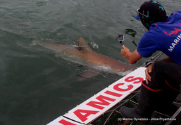 Daily Blog 10 January 2021 | Shark Cage Diving in South Africa