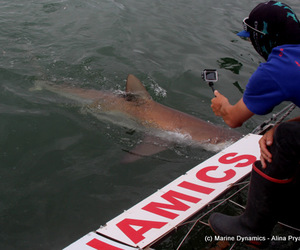 Daily Blog 10 January 2021 | Shark Cage Diving in South Africa