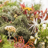 Fynbos For Sale - Stanford Hills Function Venue - Xplorioâ„¢ Stanford