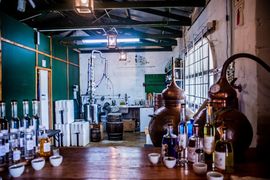 5 Fun Facts About GIN!