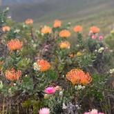 Fynbos - Beloftebos Farm cottages - Xplorioâ„¢ Stanford