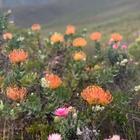 Fynbos - Beloftebos Farm cottages - Xplorioâ„¢ Stanford Fynbos - Beloftebos Farm cottages - Xplorioâ„¢ Stanford