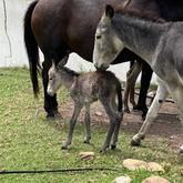 Animals - Beloftebos Farm cottages - Xplorioâ„¢ Stanford