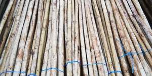 Fynbos_Pole_Depot_3_1612534656